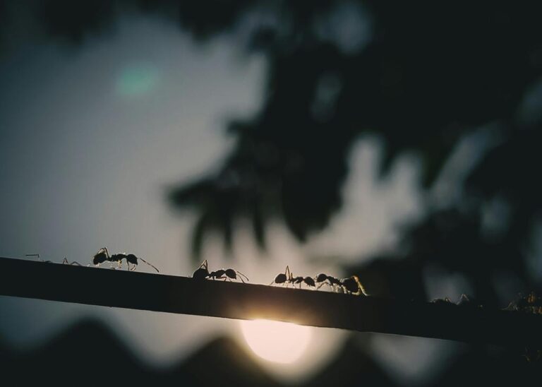 Am Rand des Dschungels